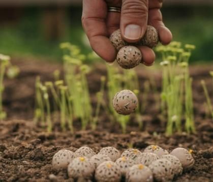 Organic Seedballs Pack of 6 ( Tulsi , Sungold , Sunflower & Morning Star )